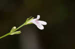 Looseflower waterwillow